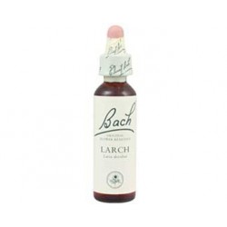 19 LARCH (Mélèze)